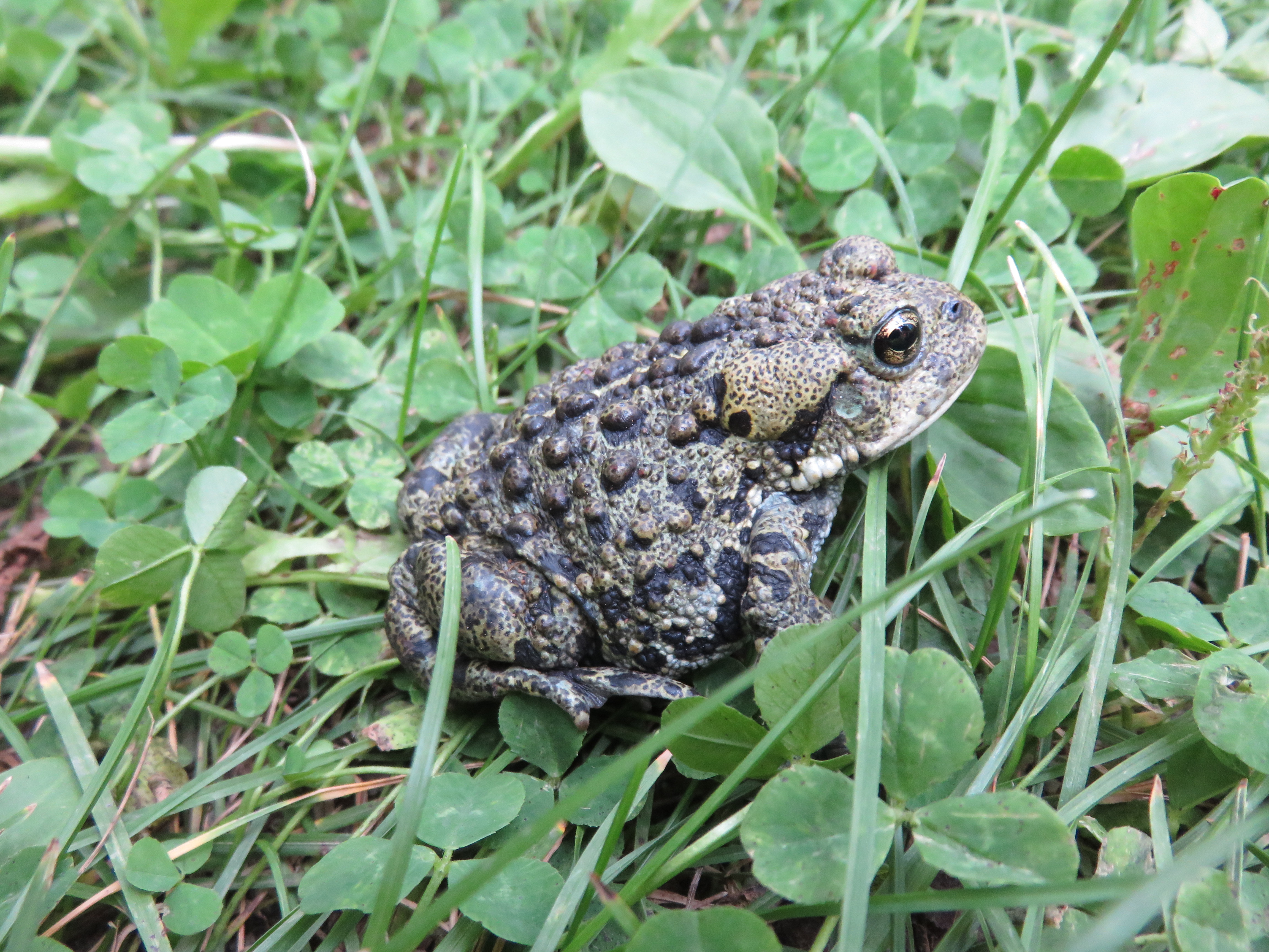 /img/westerntoad.jpg