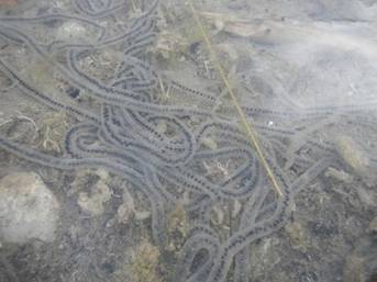 Boreal toad eggs