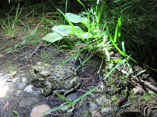 /img/westernborealtoad02.jpg
