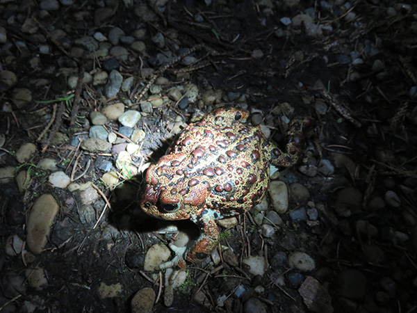 /img/westernborealtoad03.jpg
