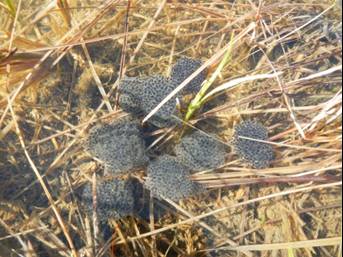 Wood frog eggs are laid in clumps
Photo by Kristen Cline